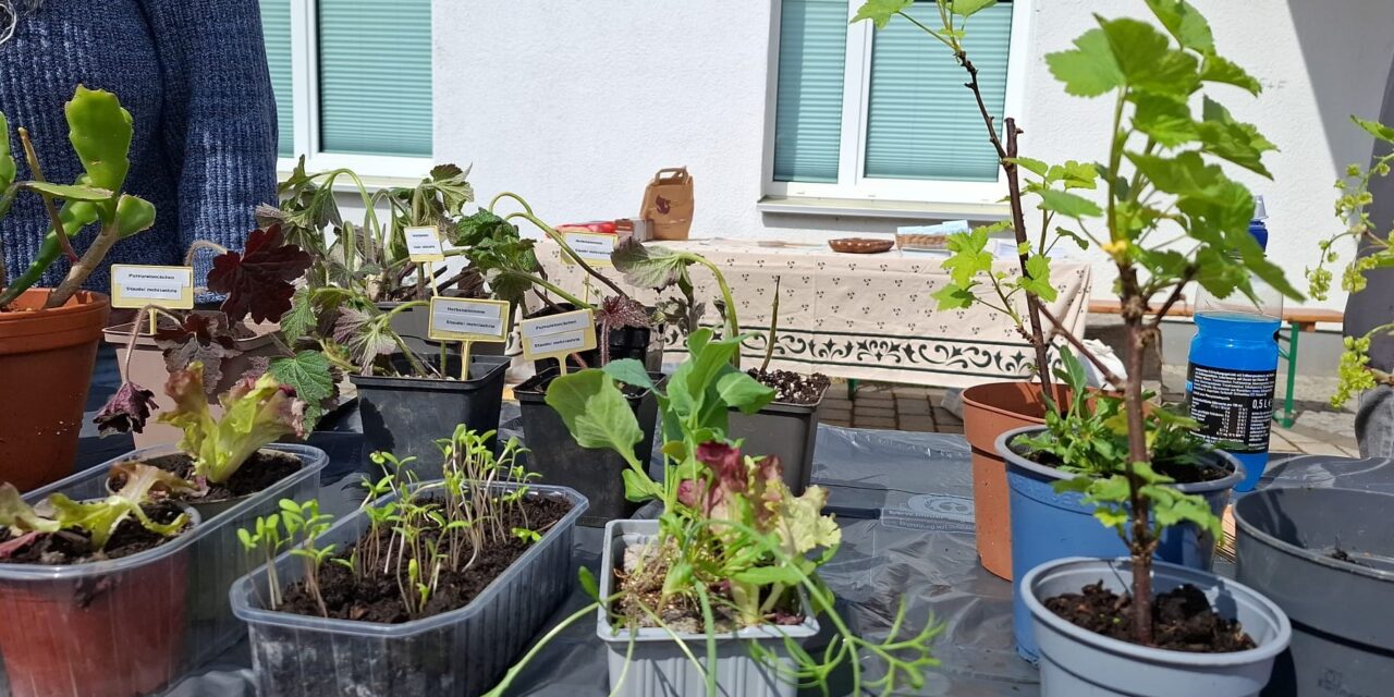 Ein lebendiges Geben und Nehmen: Pflanzentauschbörse im Westend 2026 – ein voller Erfolg