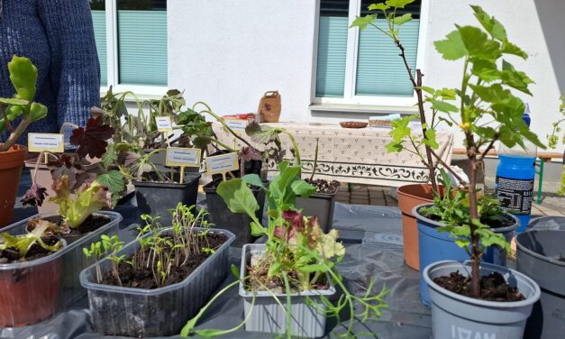 Ein lebendiges Geben und Nehmen: Pflanzentauschbörse im Westend 2026 – ein voller Erfolg